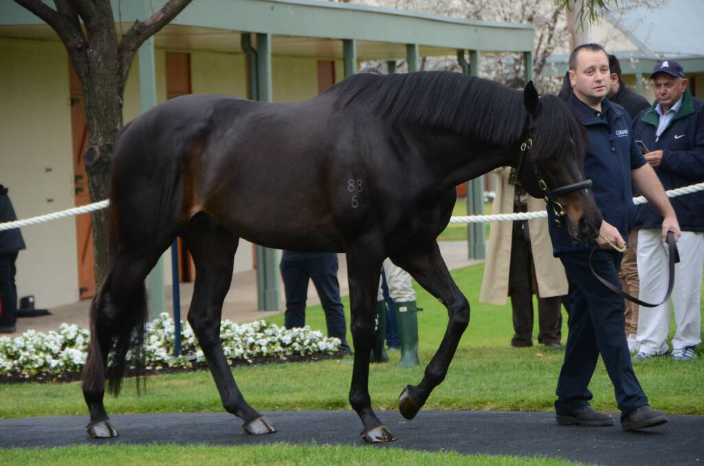 Now a successful sire, So You Think (with groom Dan Krzanic at Coolmore Stud) was a recent inductee into the Australian Hall Of Fame. Photo Virginia Harvey