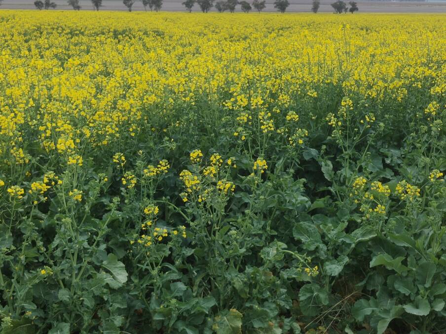 An early August 2022 view of a canola crop sown in early April. For many areas, choosing varieties to begin flowering in late July maximises yield with minimal probability of major frost damage. Picture supplied
