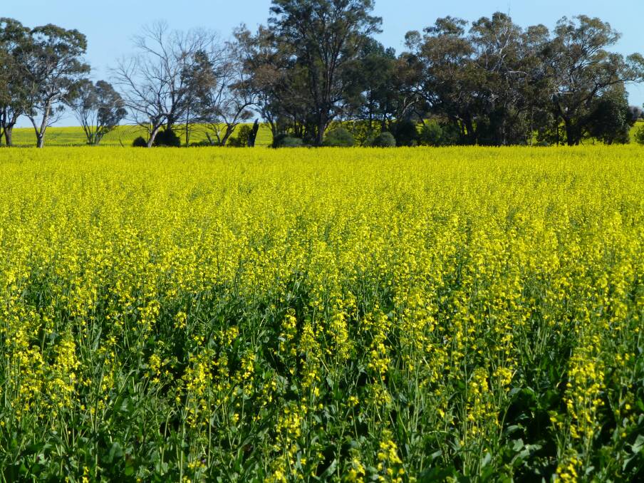 A good canola crop in a drought year like 2018 largely accounted for by efficient storage of soil moisture over the fallow period.