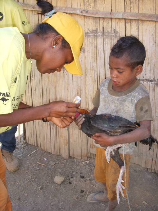 A community vaccinator tends to a bird at Timor Leste in 2015. Picture supplied