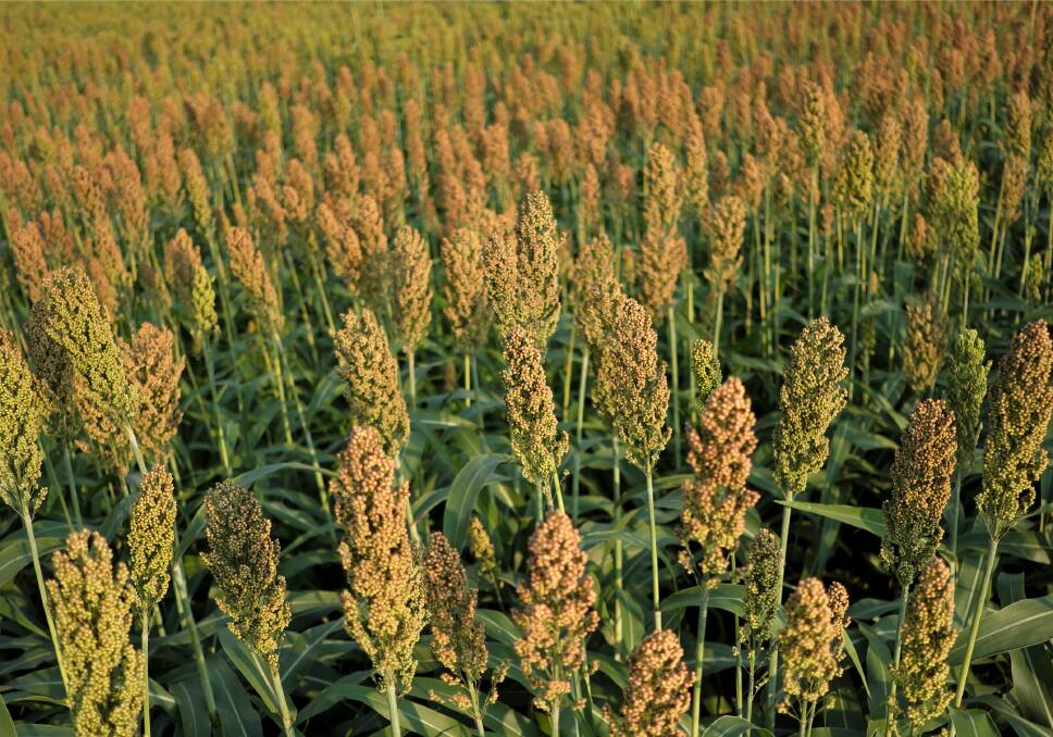 Sorghum is something to keep an eye on should there be any sudden resolution to the US-Chine trade war.
