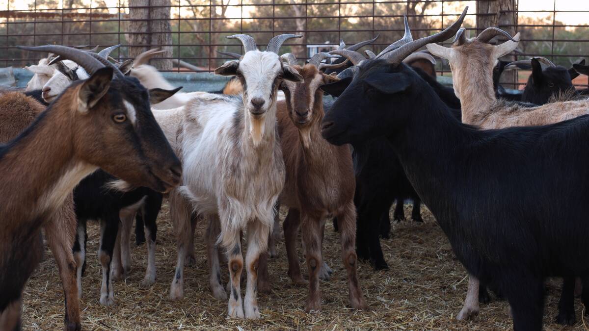 NSW Farmers is encouraging goat producers to take the opportunity to attend the Red Meat 2019 event in Tamworth on November 18-20.