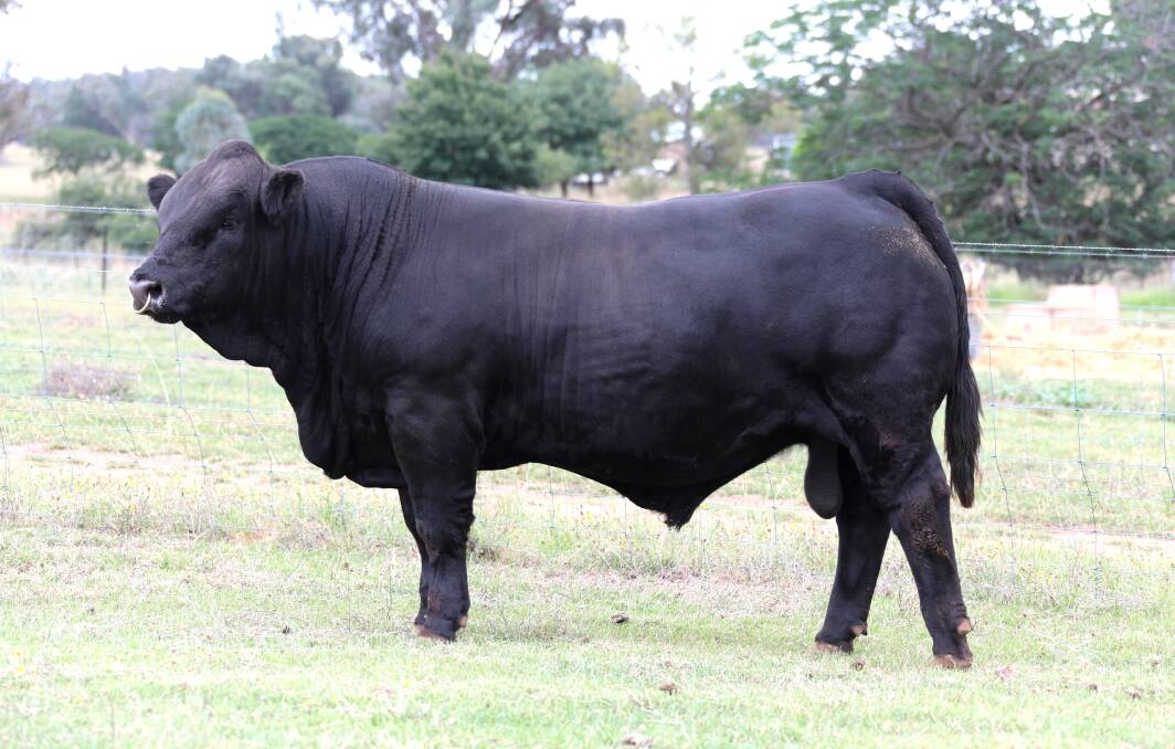 FOR SALE: HOBPQ012 will be offered in the Red Angus and Simmental National sale on June 18 on AuctionsPlus.