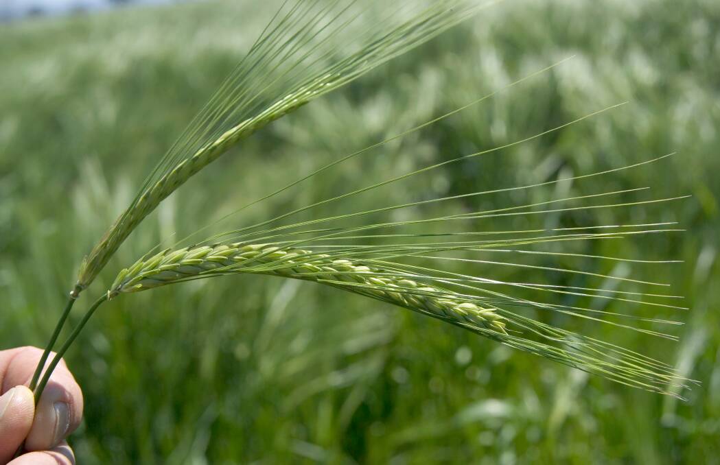 The barley crop in Victoria and South Australia is expected to be fairly large.