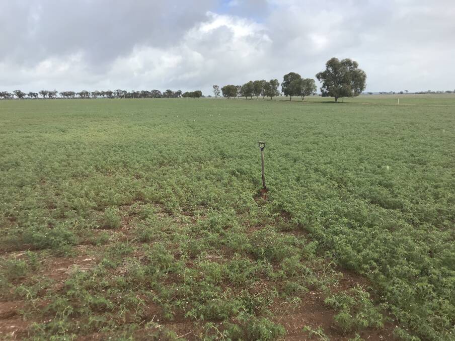 Chickpeas treated with Si (right hand side) dramatically improved performance on an acid soil trial this past season in Western Australia.