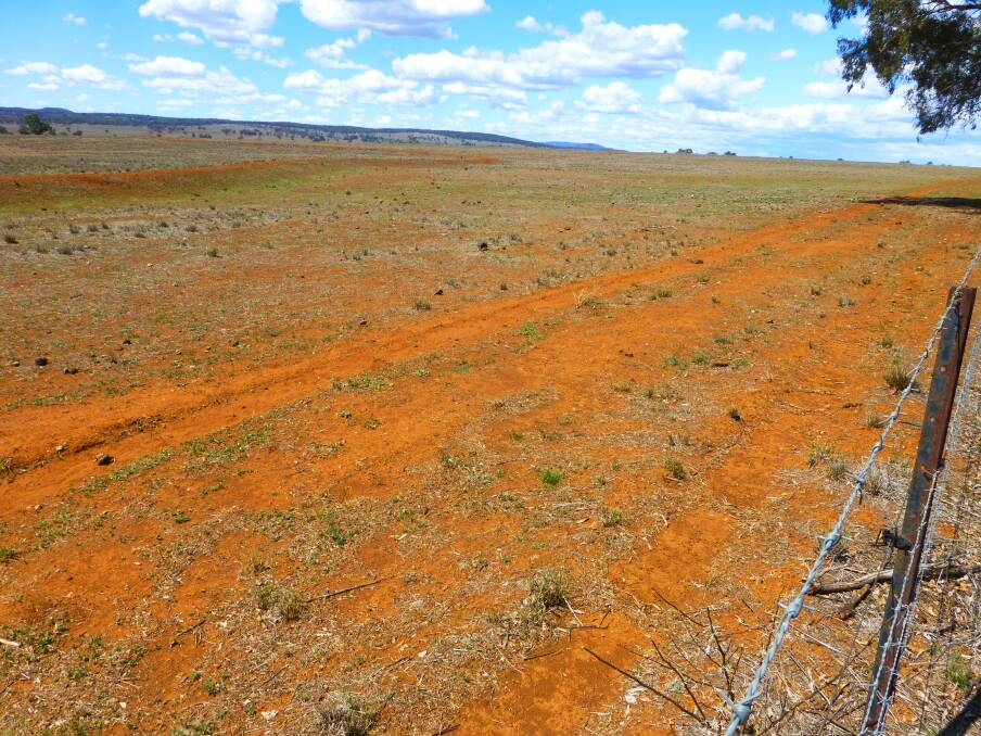 Overgrazed bare pastures take a lot of nursing and a lot of time to fully recover. Ideally manage to build drymatter levels sufficient to prevent rapid rain runoff.