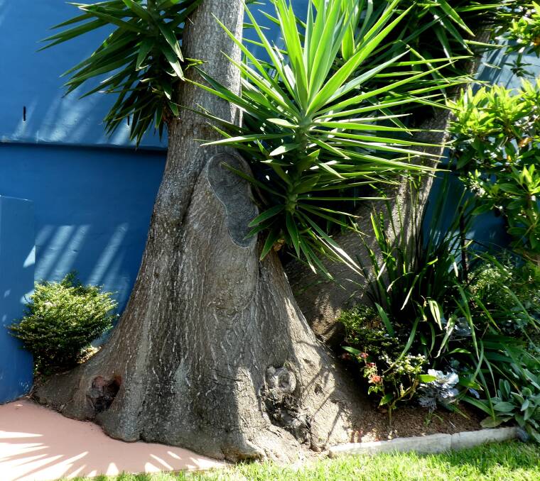 The base of the trunk of a tree yucca growing in an Austinmer garden resembles an elephant’s foot.