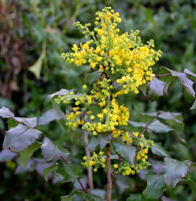 Mahonia aquifolium has glossy, holly-like leaves and deliciously scented flowers in July.