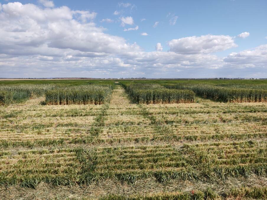 A view of extensive winter crop variety research conducted at the Narrabri Wheat Research Centre. Research like this is conducted on many sites across Australia to assess crop breeding progress and to test new lines before release. Picture supplied
