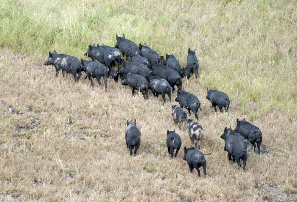 The National Wild Dog Action Plan has overlapping effects in the control of foxes and other feral animals, with many of the processes now being put in place to control feral pigs. Photo by Shutterstock.