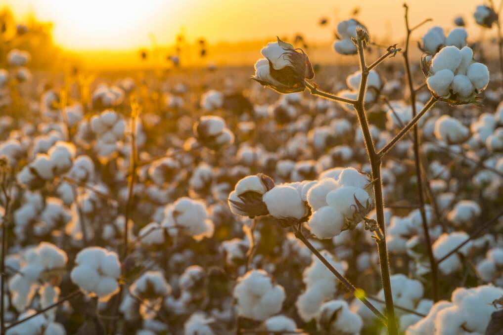 The Bureau of Meteorology is forecasting a 70 per cent chance of above-average rainfall across all cotton-growing regions of Australia between now and November. Photo by Shutterstock/Kent Weakley.