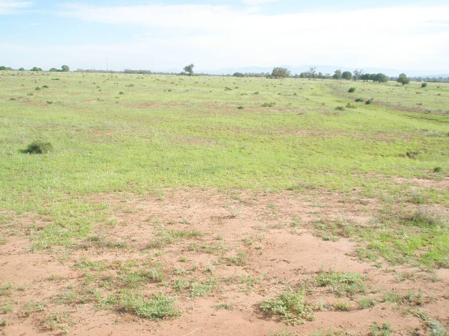 Typical unimproved native pasture on light country grows little feed, is easily overgrazed, and is rarely profitable.