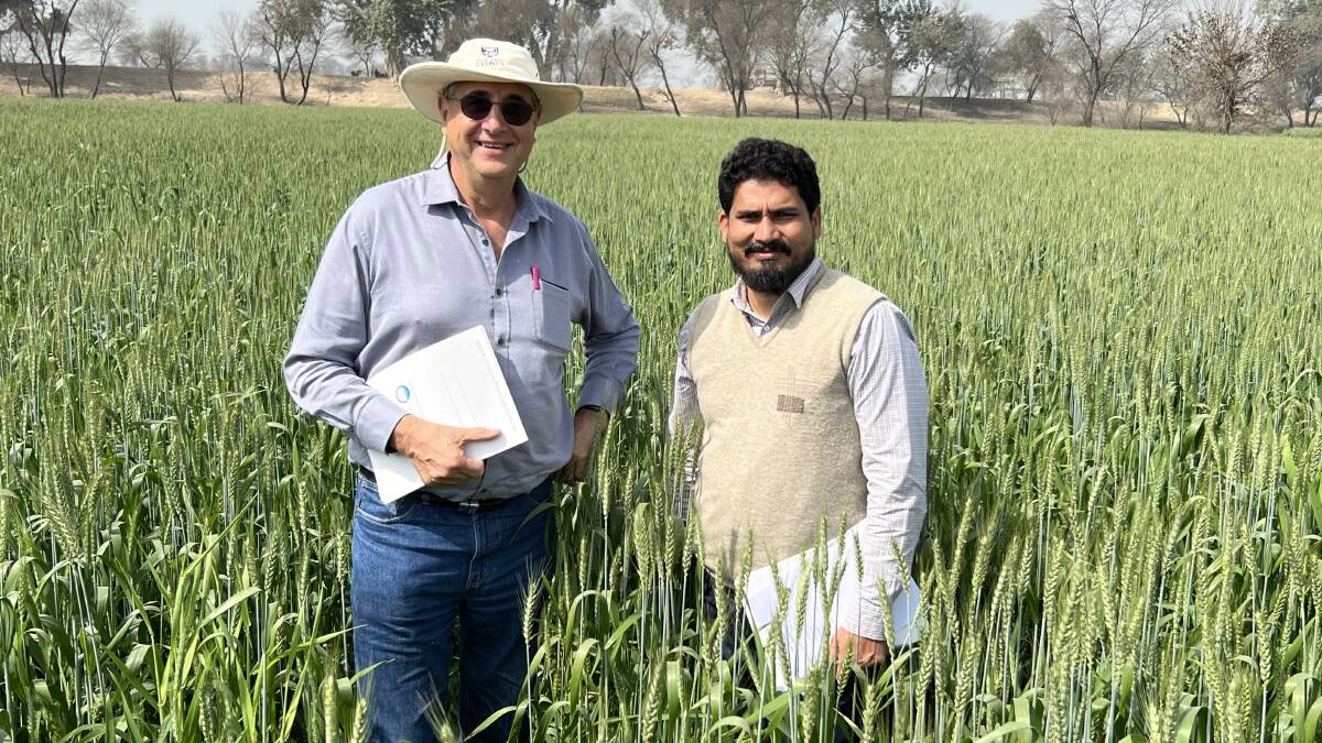 Dr Richard Trethowan and local research fellow Muhammad Ali Sher in a hybrid wheat field in Pakistan in February 2024. Picture supplied