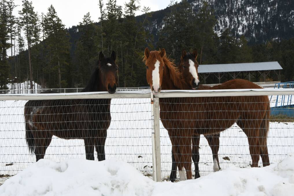 Yearling colts by Vancouver (left), Lent and Jersey Town with much snow around at Tod Mountain Thoroughbreds. Photo by Virginia Harvey.
