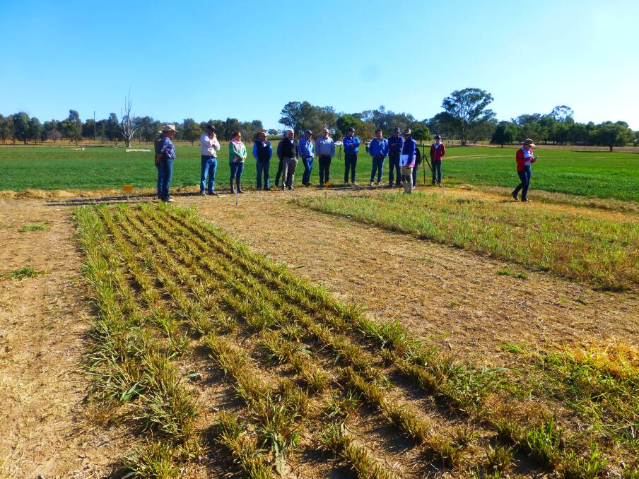A NSW DPI tropical grass trial at Orange. Research indicates tropical grasses can be highly productive in tableland environments.