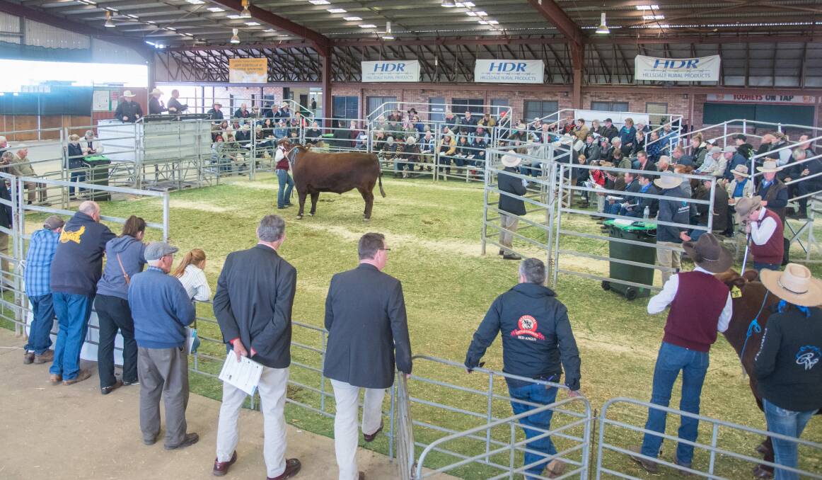ON OFFER: Bulls and females from a total of 10 Red Angus and 16 Simmental vendors will be sold. Photo: Emily H Photography