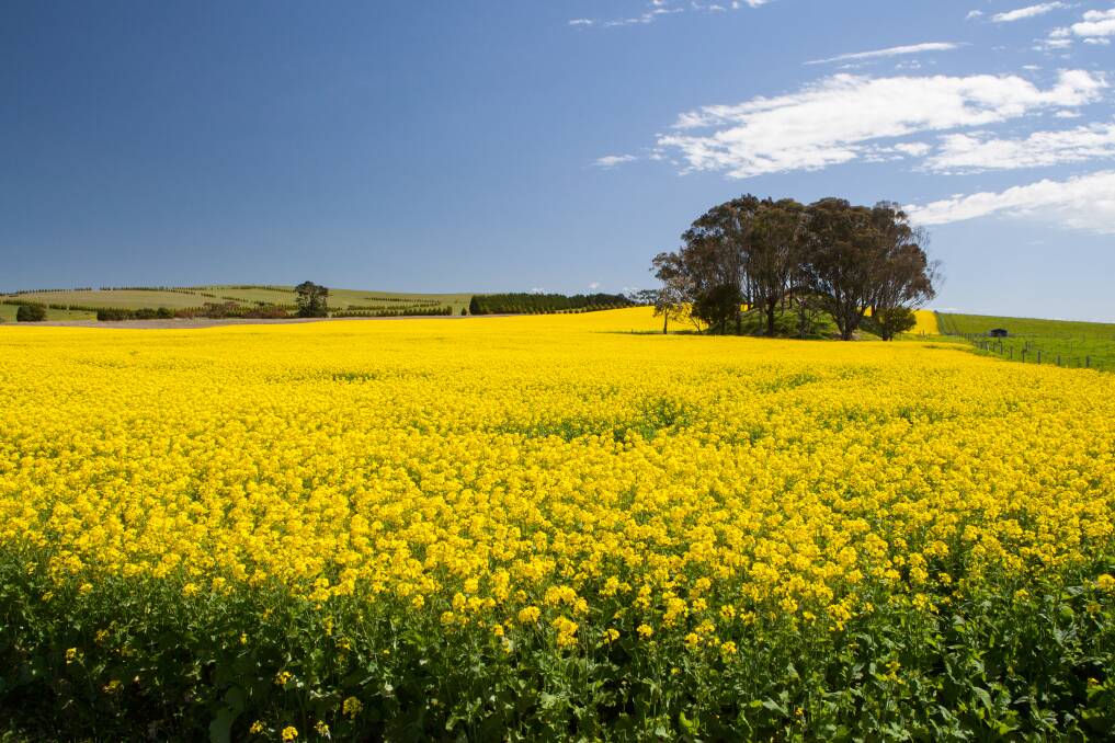 Industry stakeholders have convened to determine how to manage out-of-spec canola. Photo: Shutterstock