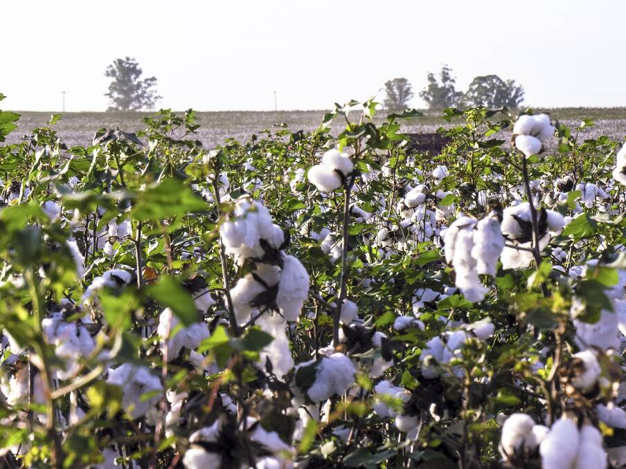 Brazil's expansion into a major global cotton producer is rightly considered a threat to the Australian industry.