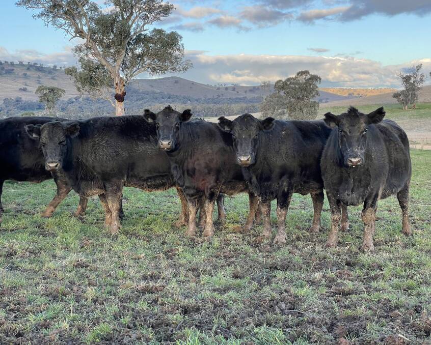 Anthony Nicholls, Dundee, Gundagai, recently sold sold five-year-old PTIC cows that averaged $3945 via AuctionsPlus.