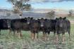 Gundagai beef producer focusing on breeder demand