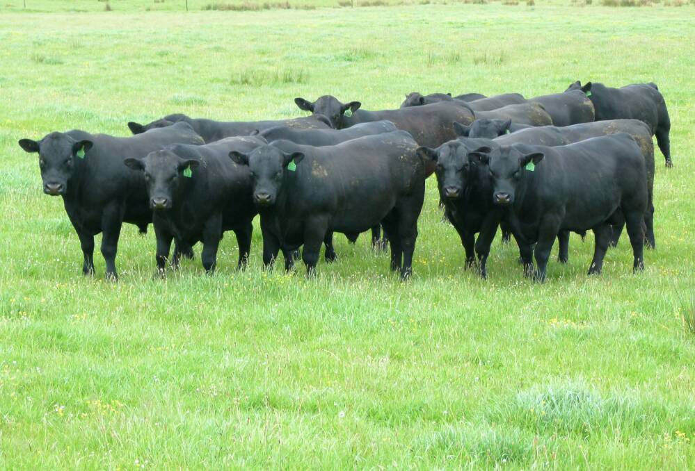 TOP CUT: The Angus breed was chosen by Andrew's father in 1965 for its versatility and carcase and meat qualities.