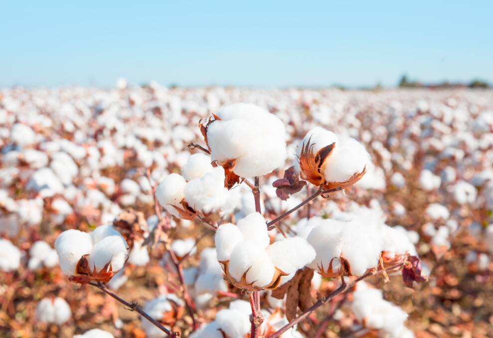 Rabobank notes that $560 to $580 a bale prices generally remain positive for domestic cotton growers.