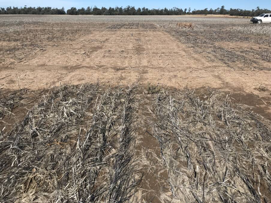 Trial site at Bungunya, approximately 70 kilometres WNW of Goondiwindi, that assessed the role of summer cover crop value in a cropping system.