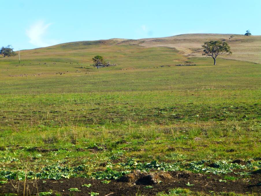 Three months after the Sir Ivan bushfire in early May, native pasture on heavy soil that received indifferent rain post-fire were slow to recover.