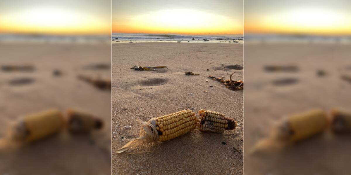 Corn washed up on a Gerringong beach. Picture:Anne O'Connor