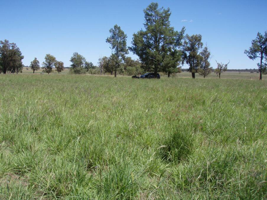 Tropical grass persisting well in western environments like this one west of Parkes on Chris Cole's property in the Cook's Myalls area.