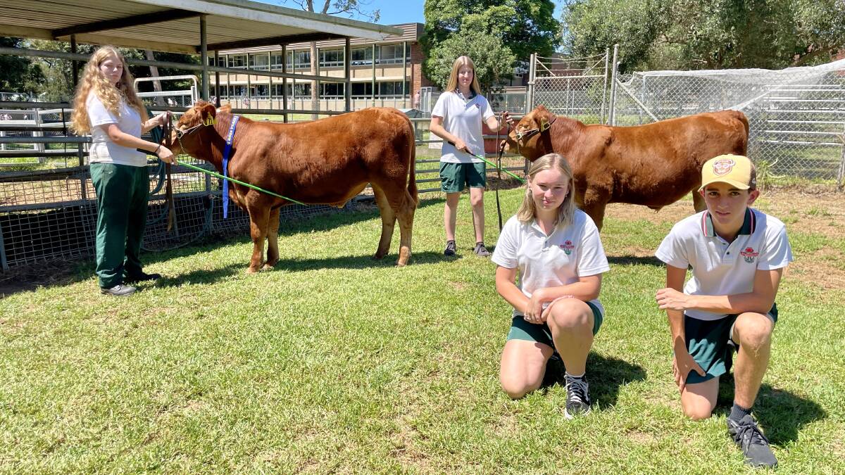 (Back) Jenna and Ayla hold the South Devon steers bred by Lee Pippard, Tannoch South Devons, Gerringong, and (front) Ella and Thomas. Picture by Hayley Warden