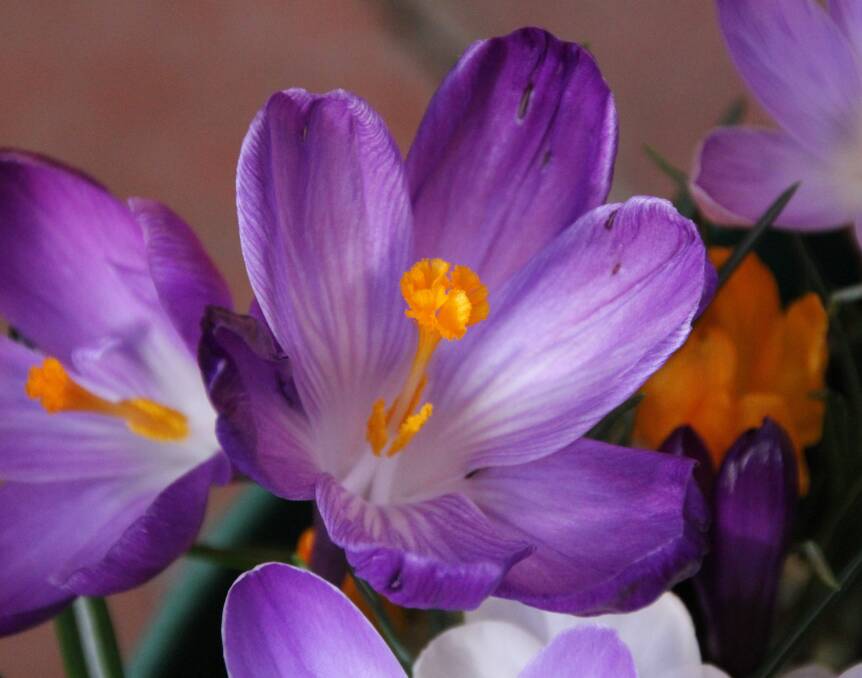 Crocus vernus ‘Remembrance’ flowers in August and requires cool soil and winter sun.