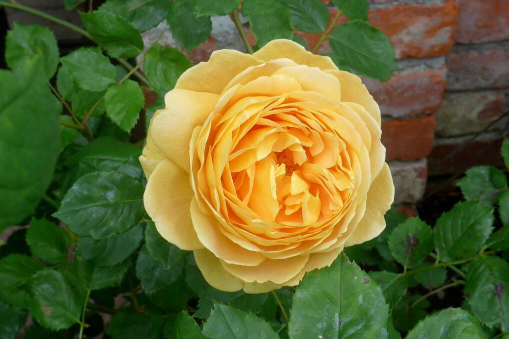 Rose ‘Graham Thomas’ was the first of a long line of successful English Roses bred by the late David Austin. (Photographed in Dave and Sue Monahan’s garden Upton Oaks, Blenheim, NZ.) Photo by Fiona Ogilvie.