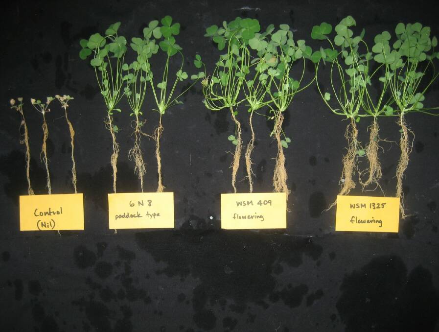 Sub clover plants comparing no rhizobia, past strains, and the currently commercially available best strain on the far right of the photograph.