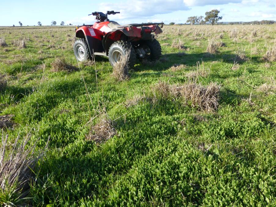 Serradella performs at maximum production at much lower soil phosphorus levels than most other pasture legumes.
