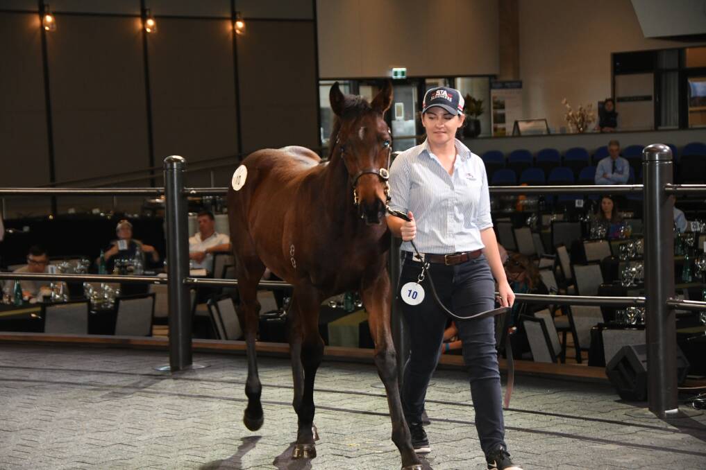 Tallia Cavers from Sledmere Stud, Scone, leads the Zoustar - Kuching weanling around the Inglis sale ring, the colt selling for $140,000. Photo Virginia Harvey