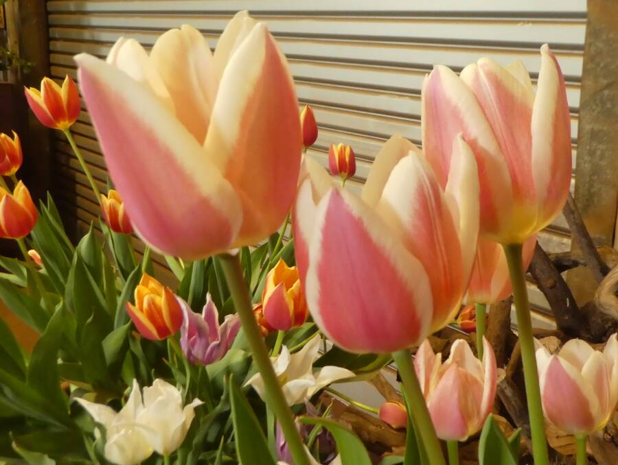 Early flowering Darwin hybrid tulip All That Jazz, new this season from Tasmanian grower VDQ Bulbs, needs six to eight weeks refrigeration before planting in frost-free regions with mild winters.
