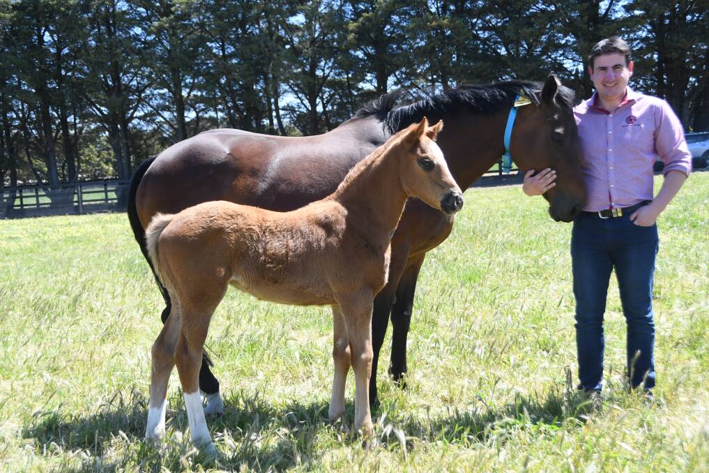 Sun Stud's sales and nominations consultant Adam Henry with the stud's winning NZ bred mare Evasive and her filly foal by Thronum. Photo Virginia Harvey