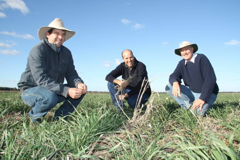 Andrew Erbacher, Dave Woods and Stuart Thorn, inspect wheat following a millet cover crop. Research indicates where stubble cover is non-existent a summer cover crop can increase following winter crop yields.