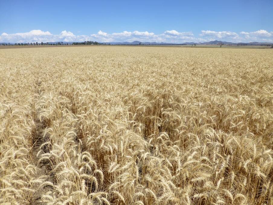 While wheat yield may appear uniform, commonly yields vary by 30 per cent or more across a paddock. 