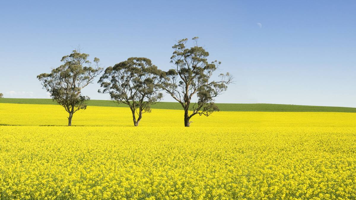 Specialty canola is grown in the same way as any other canola but produces an oil that has desirable traits for the end user. Picture by Shutterstock