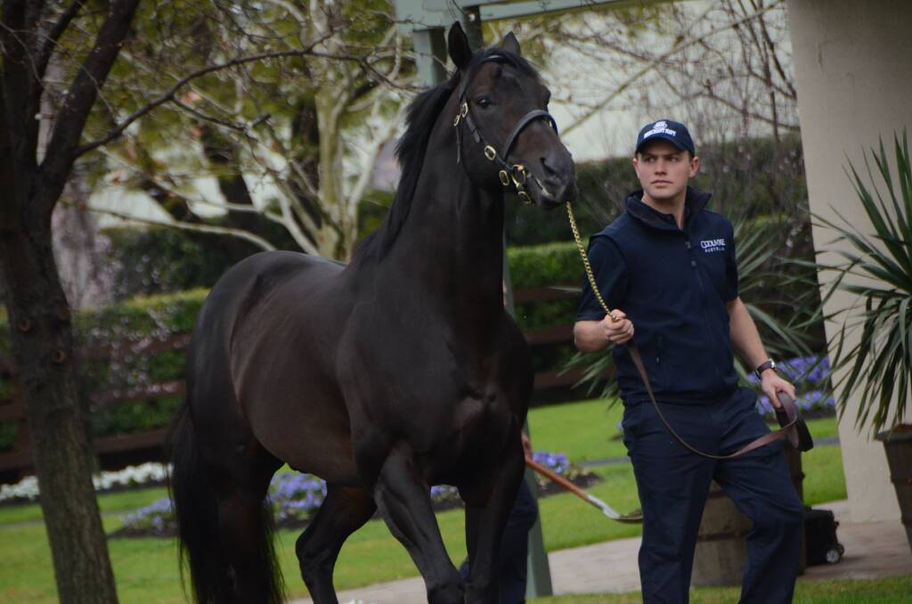 No Nay Never with handler Alex Barlow, is one of three Scat Daddy horse's available at Coolmore Stud, Jerrys Plains, this stud season. Photo Virginia Harvey