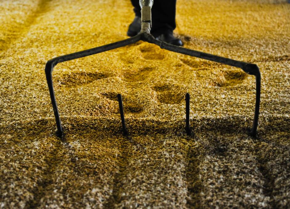 In an already soft global barley market, 2020 beer demand is set to plummet. Photo by Shutterstock.