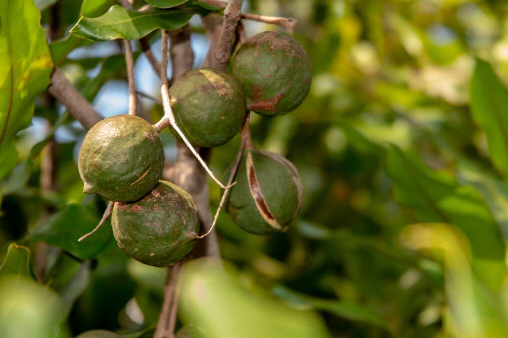 Last year macadamia sales were the big plus for the Buderim Group, up 59 per cent to $41 million. Photo by Shutterstock.