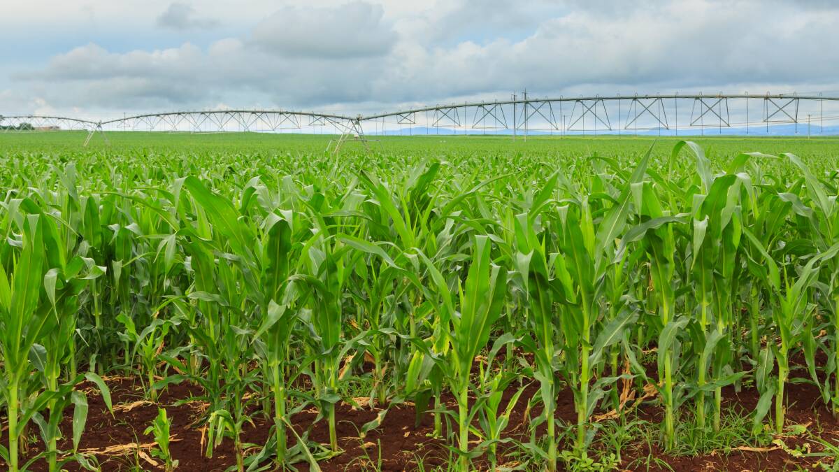 Wet conditions in the Midwest of the United States has delayed the planting of corn.