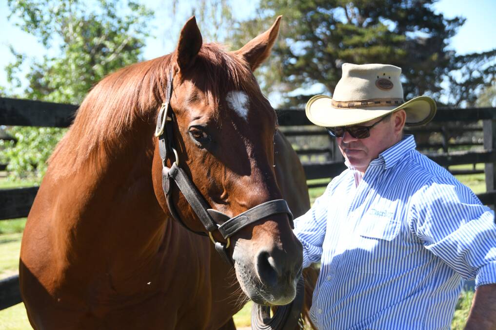 Stallion manager Greig Muir catches Street Boss to take the stallion for a service at Godolphin's Northwood Park, near Seymour. Photo Virginia Harvey