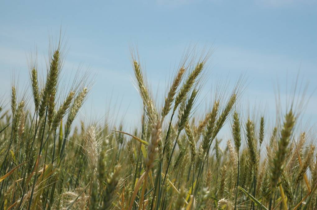 Wheat farmers in some regions of Argentina are reportedly abandoning hope of any production this season. Photo: Shutterstock/Pancho Casagrande
