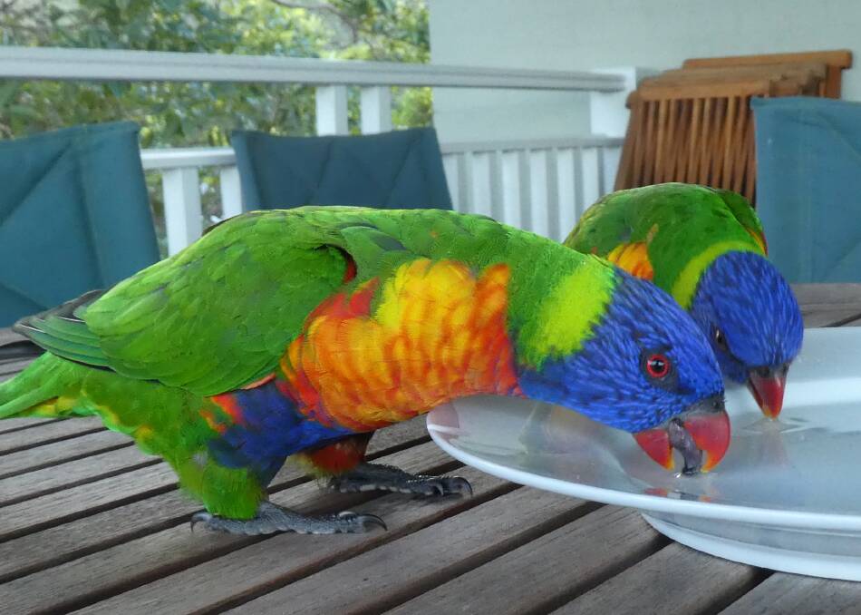 The unique, brush-like tongues of rainbow lorikeets enable them to lap up liquid.