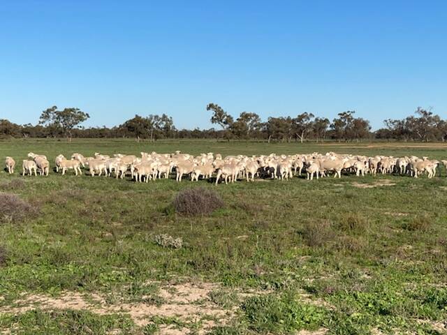FLOCK: The Laird family run 8500 White Dorper breeding ewes in a self-replacing flock on 30,000ha at Hillston.