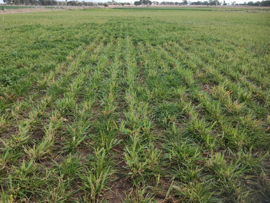 Annual ryegrass and a spring habit oat variety is one of the combinations being compared against single species crops at the Tamworth trial.